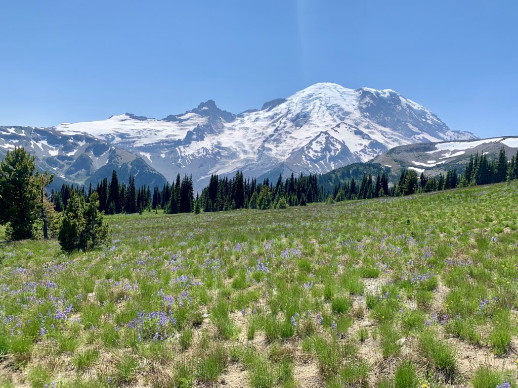Landscape view of pnw Travel famous spot Mount Rainier and forest