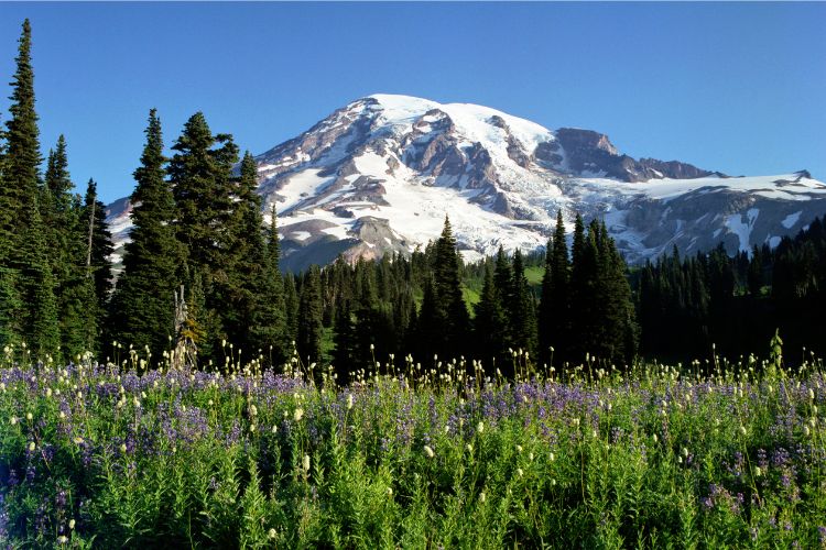 mount rainier wildflower field and trees in back, a must see place when choosing the best time to visit washington state