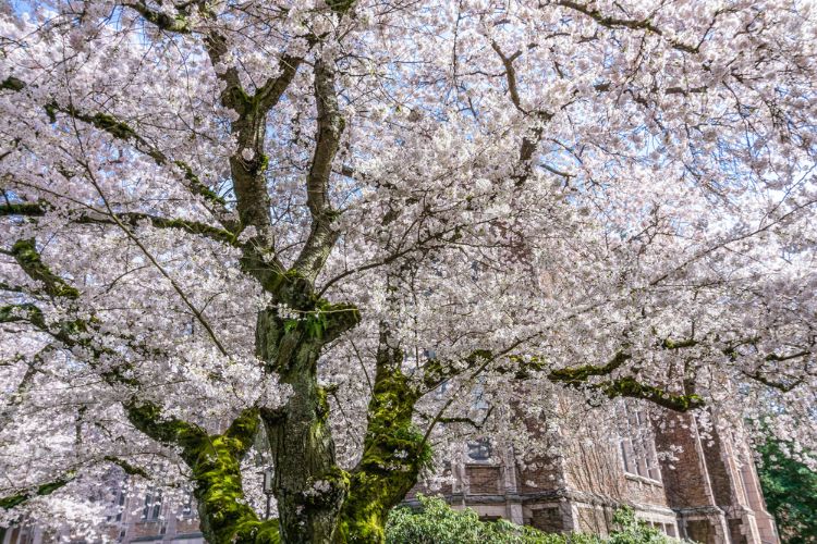 cherry blossoms at the university of washington
