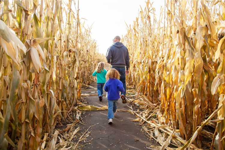 corn maze, a fun family activity for halloween 