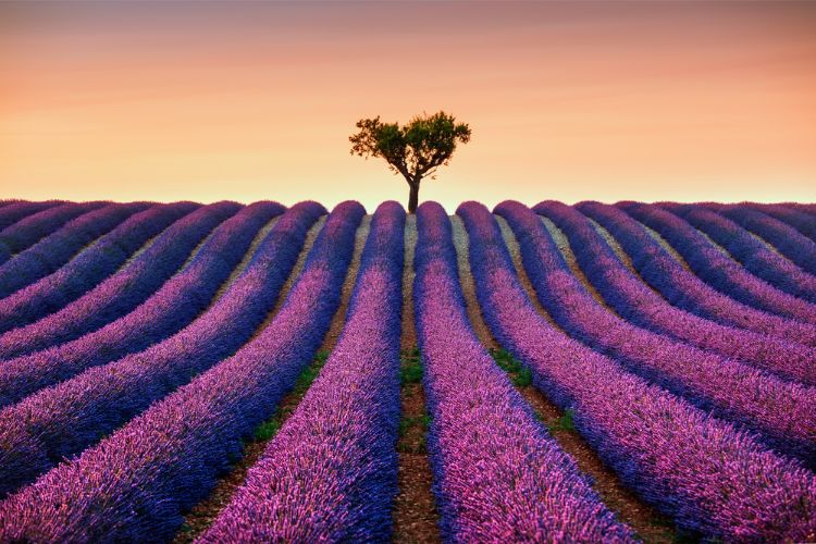 french provence of lavender fields