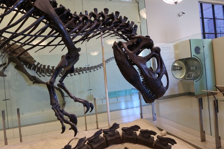 museum of history t-rex exhibit