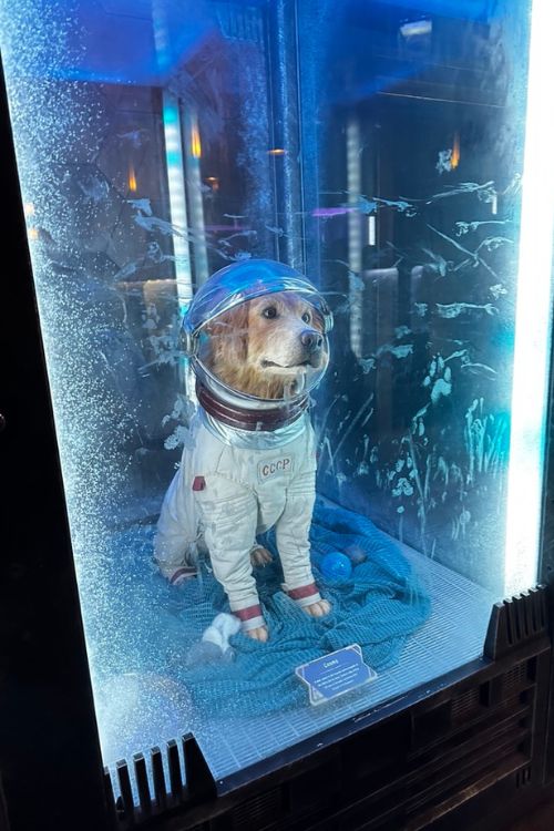 mission breakout dog in astronaut suit