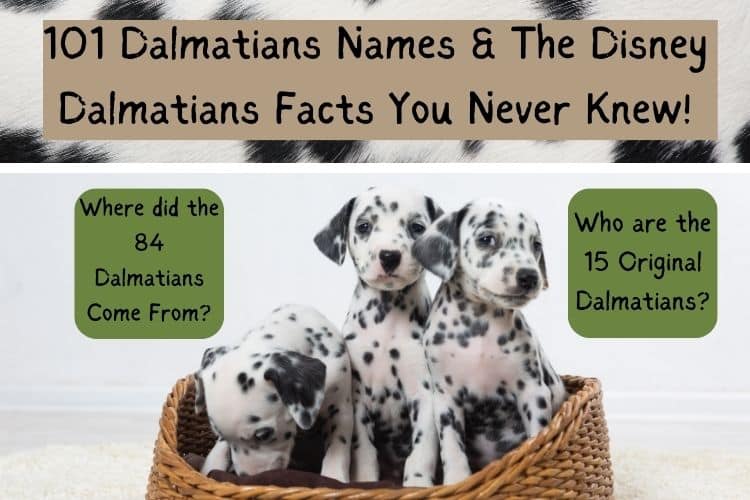 101 Dalmatians Names & 15 Disney Dalmatians Facts!