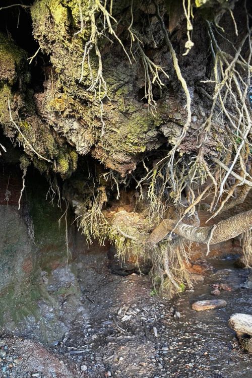 runaway tree root cave