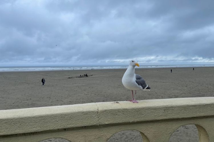 Seaside Oregon Beach with Seagull