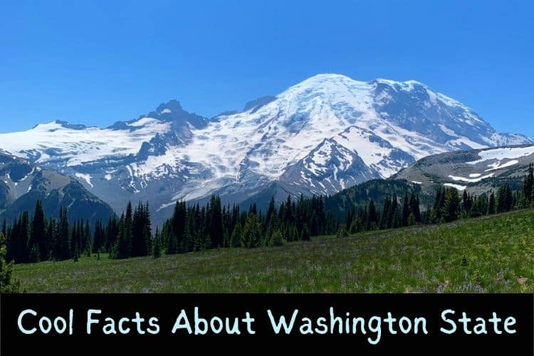 Mt Rainier and wildflower field, text says cool facts about Washington State