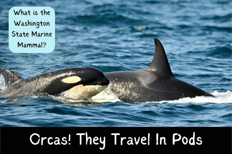 Orcas in the ocean
The text says what is the Washington state marine mammal? Orcas! They Swim in Pods