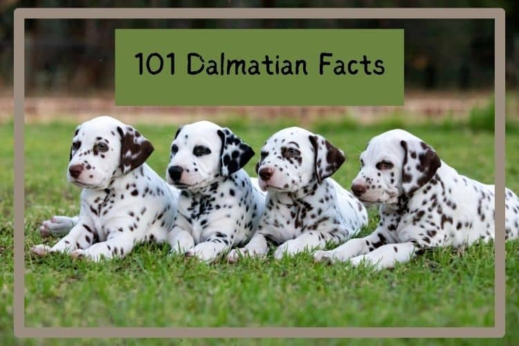 101 dalmatian facts