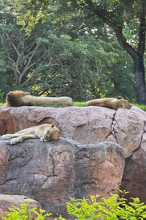 Kilimanjaro Safaris a couple of lions sleeping on a rock during the safari tour