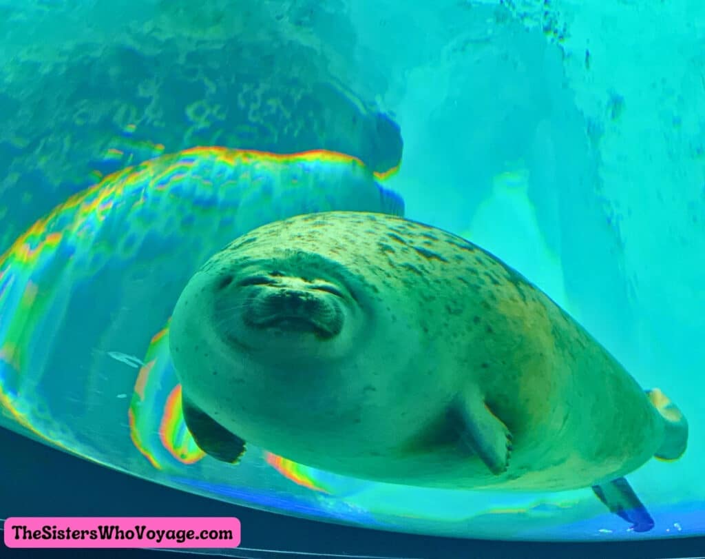 Osaka Aquarium Seal